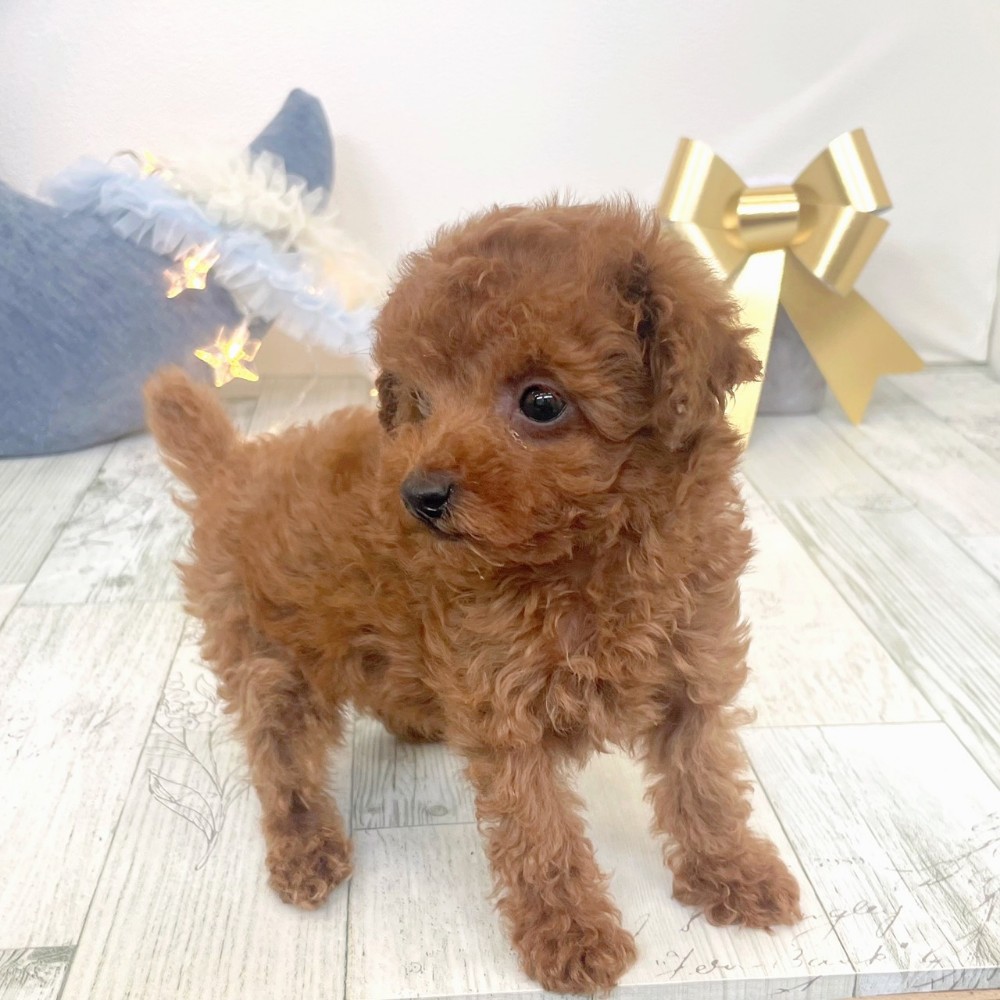 福岡県のトイプードル(タイニー) (犬の家＆猫の里シュロアモール筑紫野店/2025年10月7日生まれ/男の子/レッド)の子犬の3枚目の画像