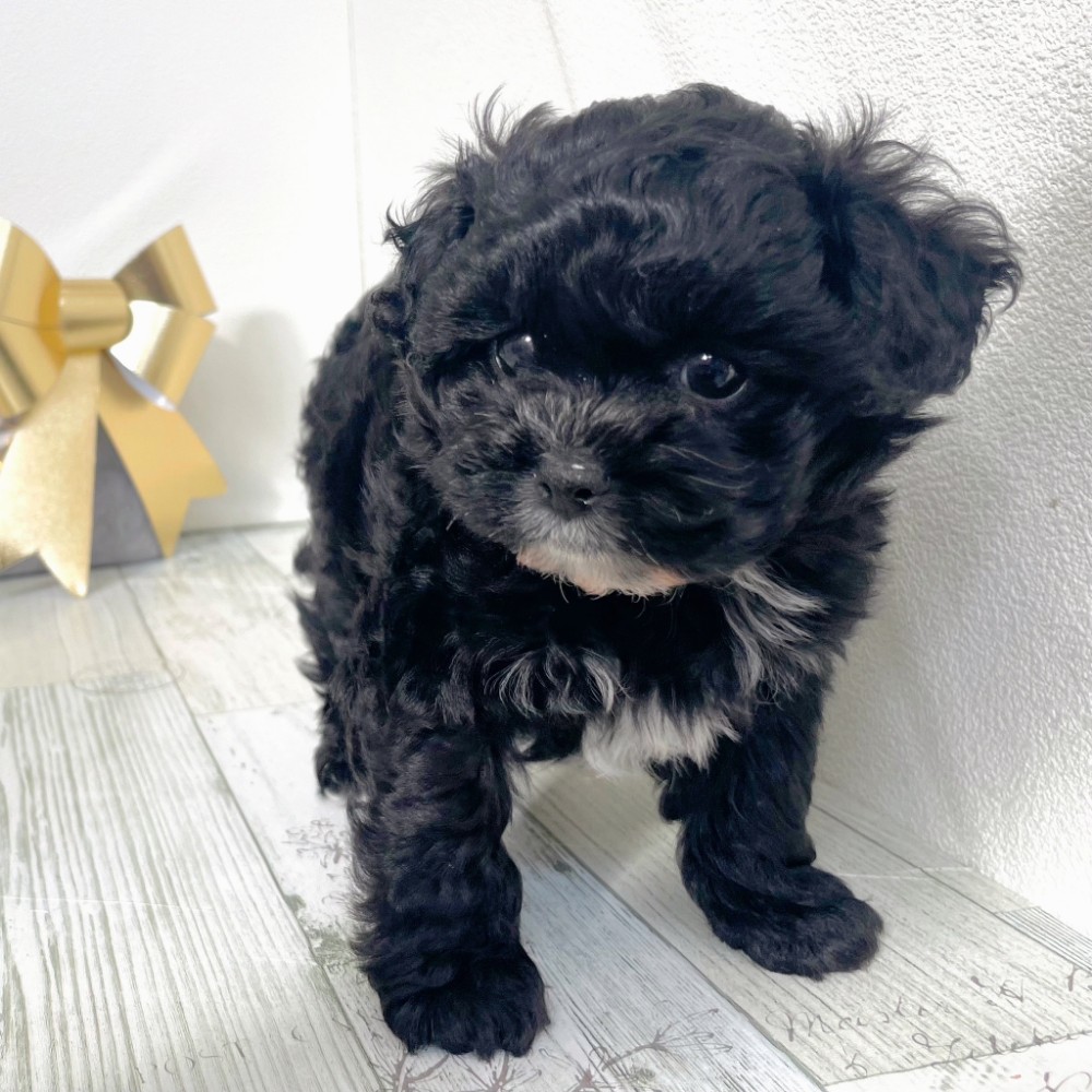 福岡県のプーズー/プーシーズ(プードル×シーズー) (犬の家＆猫の里シュロアモール筑紫野店/2025年10月4日生まれ/男の子/ブラックホワイト)の子犬の3枚目の画像