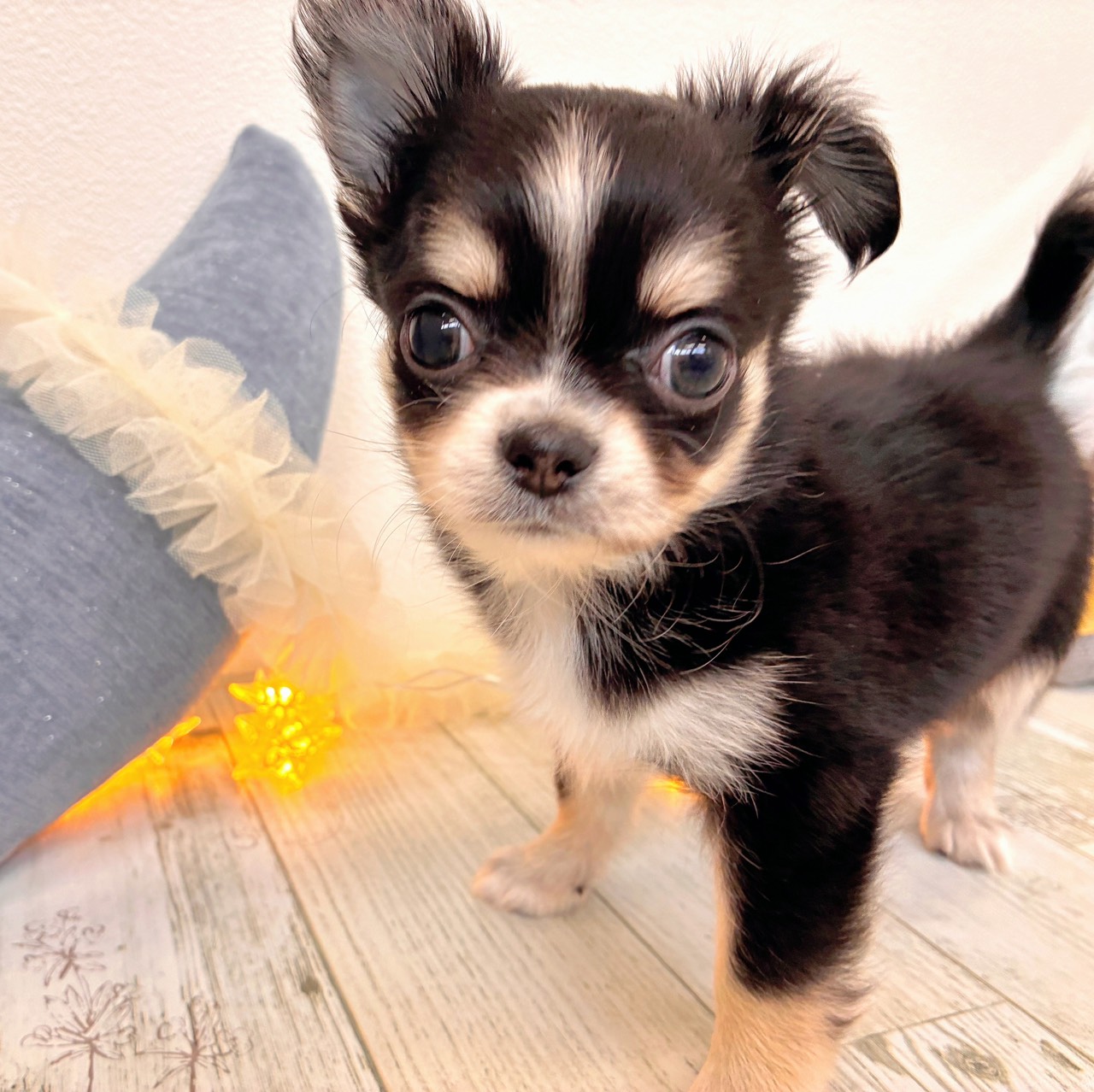 福岡県のチワワ(ロング) (犬の家＆猫の里シュロアモール筑紫野店/2025年10月7日生まれ/男の子/ブラッククリームホワイト)の子犬の3枚目の画像