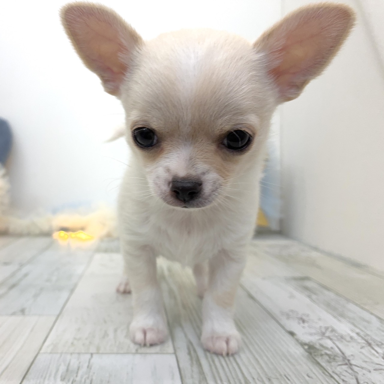 福岡県のチワワ(スムース) (犬の家＆猫の里シュロアモール筑紫野店/2025年10月6日生まれ/男の子/ホワイトクリーム)の子犬の3枚目の画像