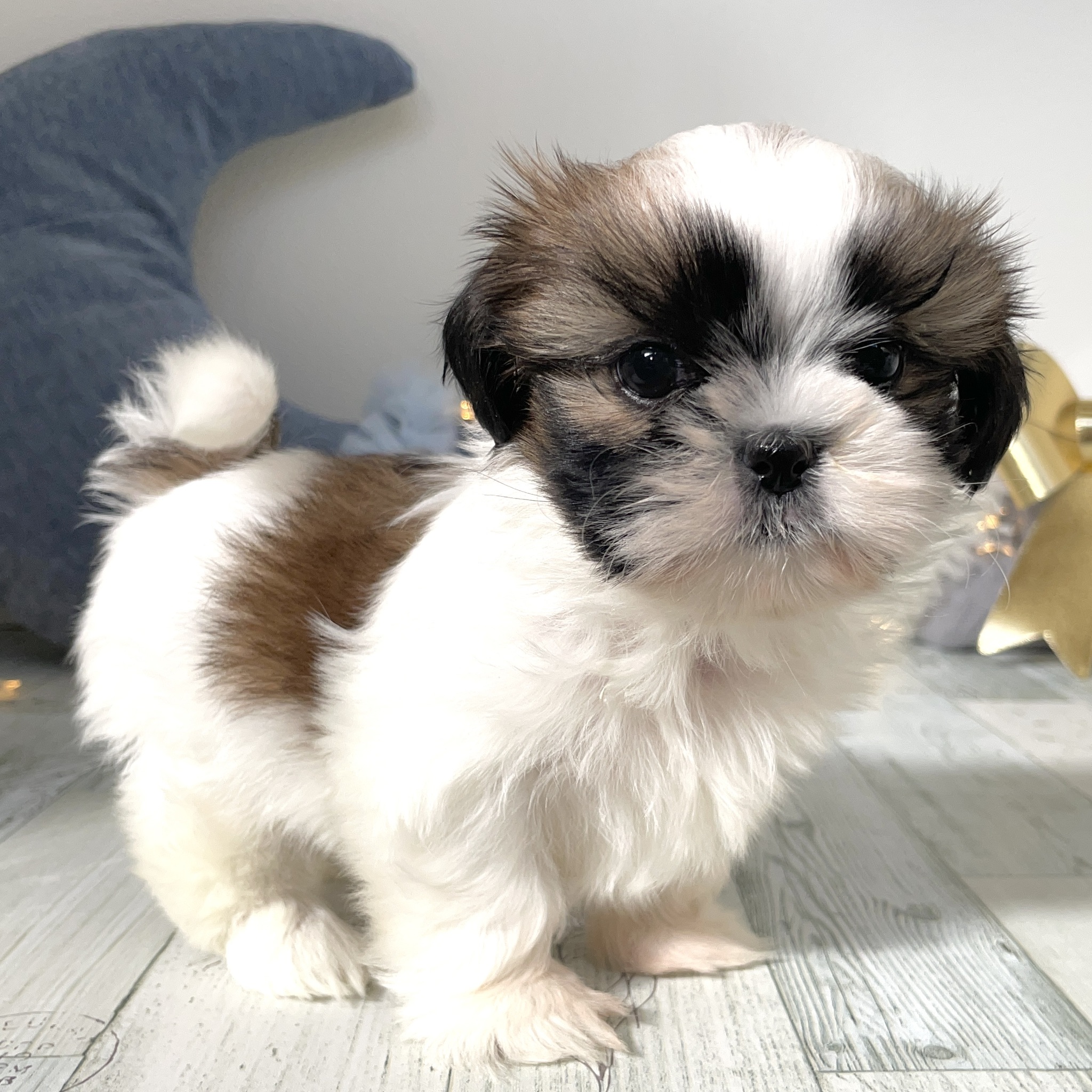 福岡県のシーズー (犬の家＆猫の里シュロアモール筑紫野店/2025年10月7日生まれ/男の子/ゴールドホワイト)の子犬の3枚目の画像