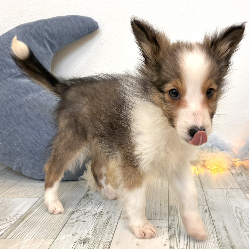 福岡県のシェットランドシープドッグ (犬の家＆猫の里シュロアモール筑紫野店/2025年10月5日生まれ/女の子/セーブルホワイト)の子犬の3枚目の画像