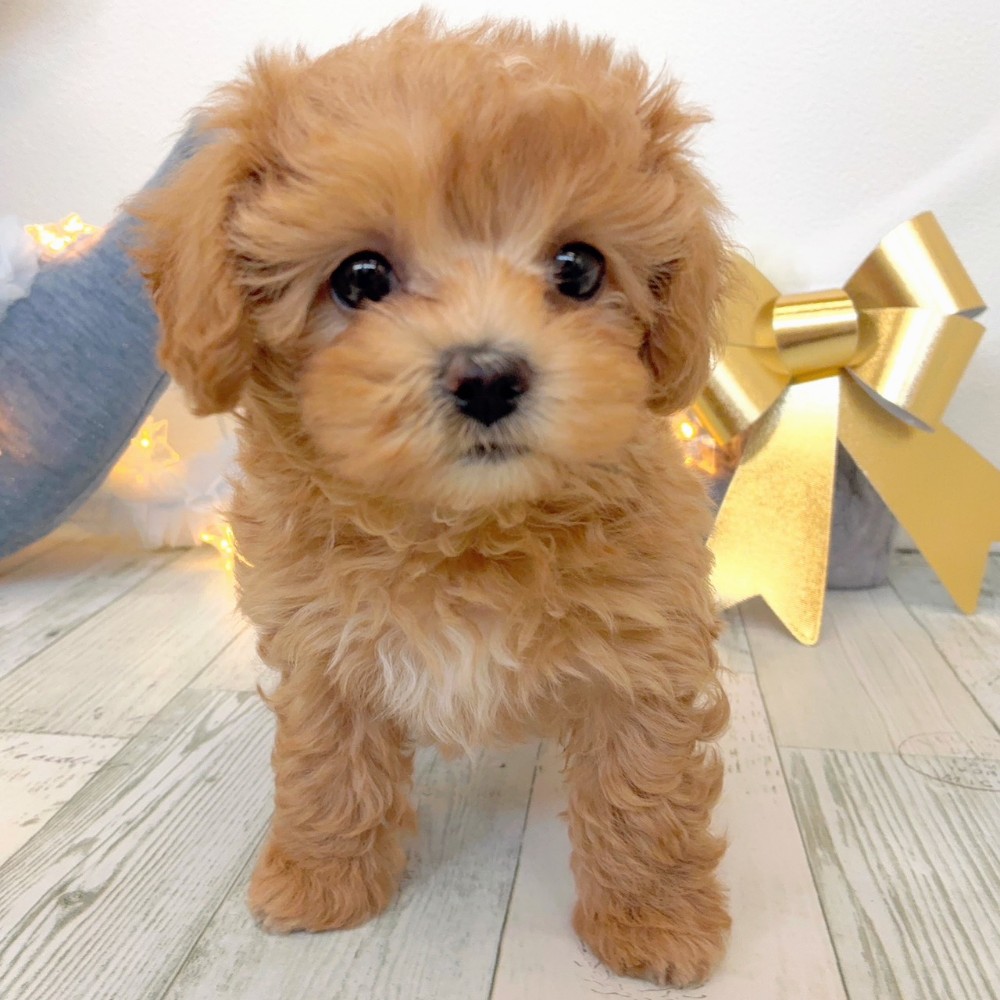 福岡県のマルプー(マルチーズ×プードル) (犬の家＆猫の里シュロアモール筑紫野店/2025年10月6日生まれ/女の子/アプリコット)の子犬の3枚目の画像