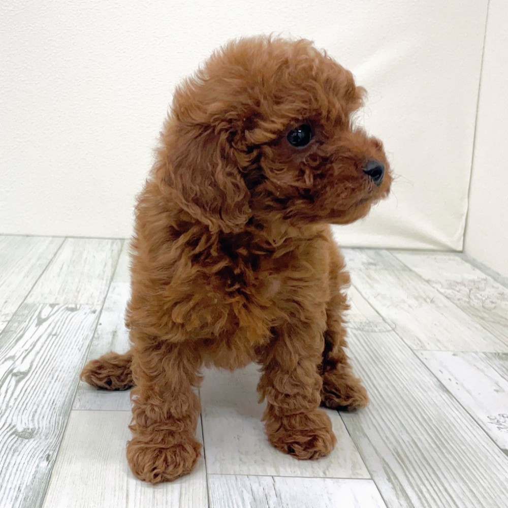 福岡県のトイプードル(トイ) (犬の家＆猫の里シュロアモール筑紫野店/2025年10月19日生まれ/女の子/レッド)の子犬の3枚目の画像