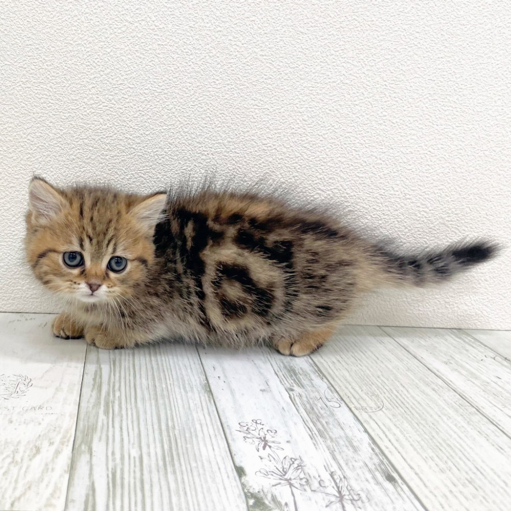 福岡県のマンチカン (犬の家＆猫の里シュロアモール筑紫野店/2025年10月19日生まれ/女の子/ブラウンタビー)の子猫の3枚目の画像