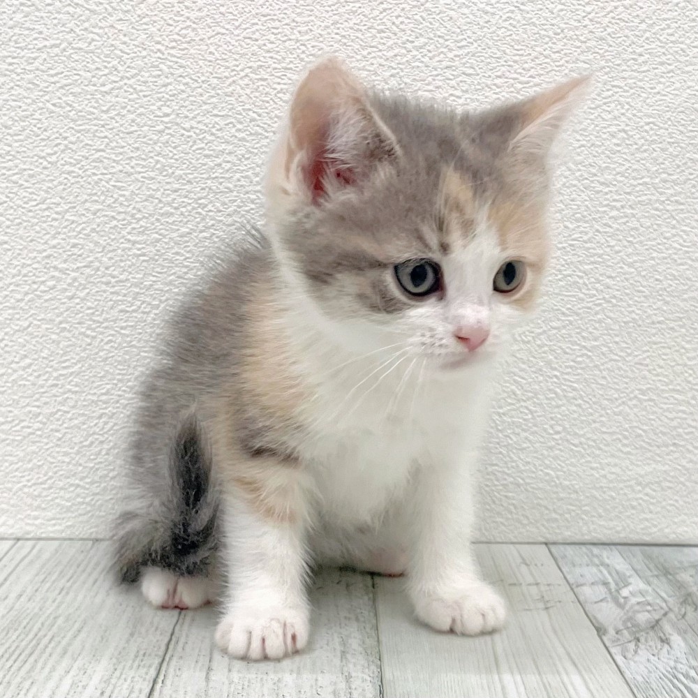 福岡県のスコティッシュフォールド (犬の家＆猫の里シュロアモール筑紫野店/2025年10月20日生まれ/女の子/ダイリュートキャリコ)の子猫の3枚目の画像