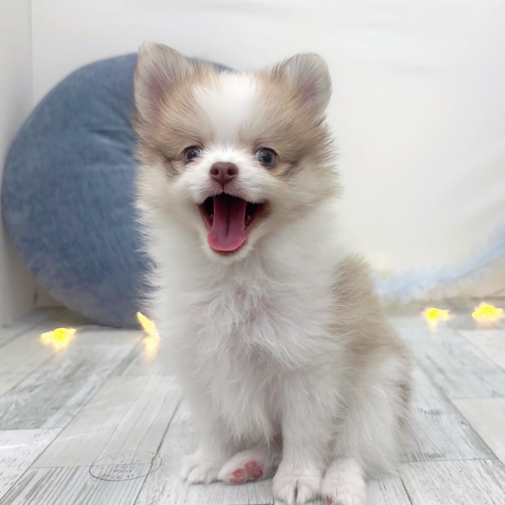 福岡県のポメチワ/チワポメ/ポメチー(ポメラニアン×チワワ) (犬の家＆猫の里シュロアモール筑紫野店/2025年10月13日生まれ/男の子/パーティーカラー)の子犬の3枚目の画像