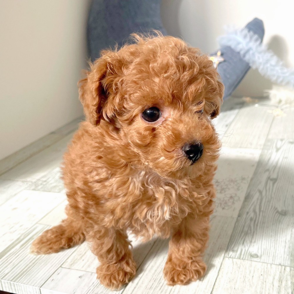 福岡県のトイプードル(トイ) (犬の家＆猫の里シュロアモール筑紫野店/2025年10月25日生まれ/男の子/レッド)の子犬の3枚目の画像