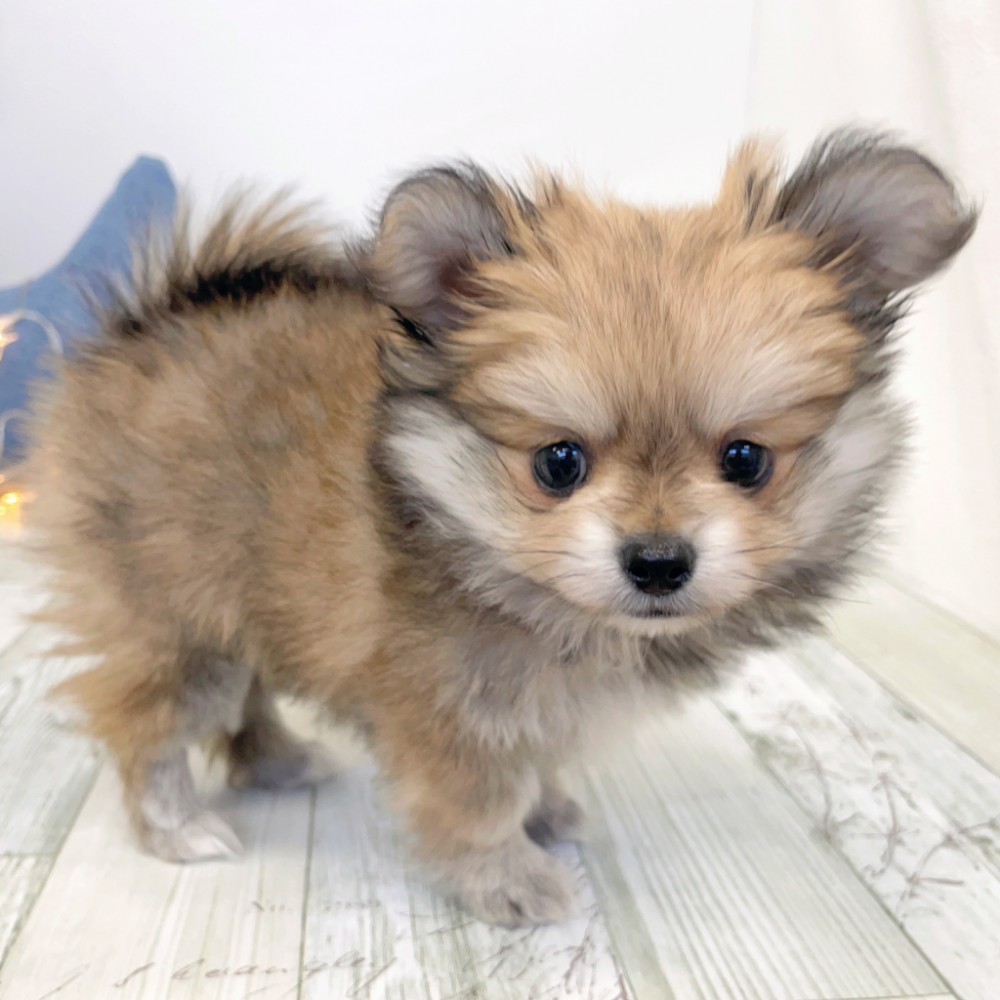 ハーフ犬女の子の写真