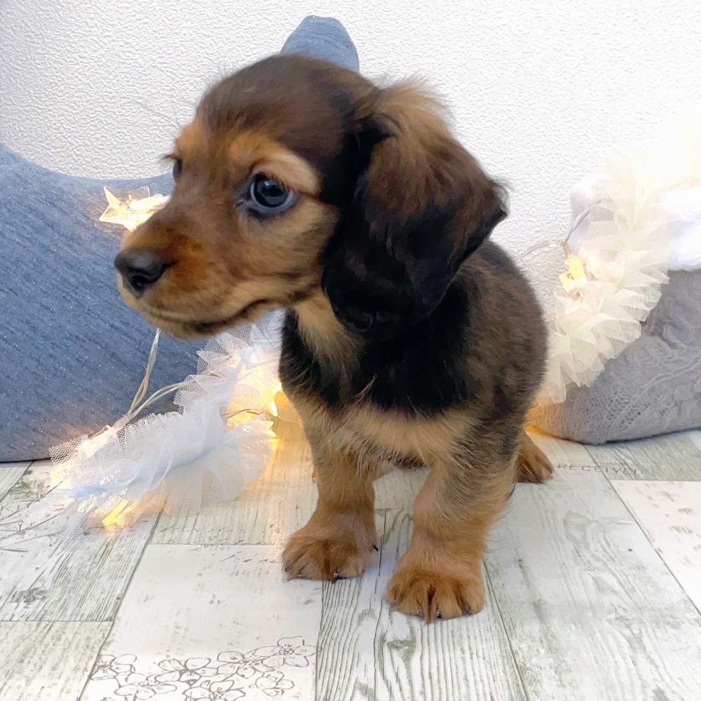 福岡県のミニチュアダックスフンド(ロング) (犬の家＆猫の里シュロアモール筑紫野店/2025年10月30日生まれ/男の子/シェーデットレッド)の子犬の3枚目の画像