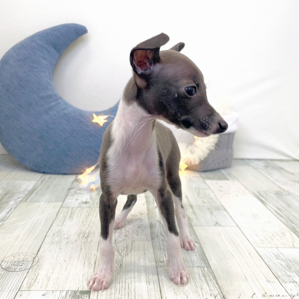 福岡県のイタリアングレーハウンド (犬の家＆猫の里シュロアモール筑紫野店/2025年10月26日生まれ/男の子/ブルーホワイト)の子犬の3枚目の画像