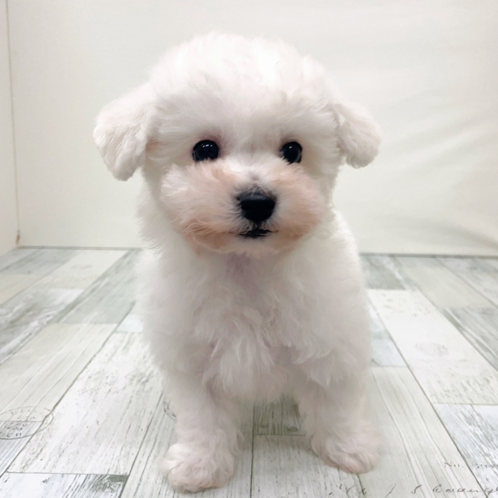 福岡県のビションフリーゼ (犬の家＆猫の里シュロアモール筑紫野店/2025年12月7日生まれ/男の子/ホワイト)の子犬の3枚目の画像