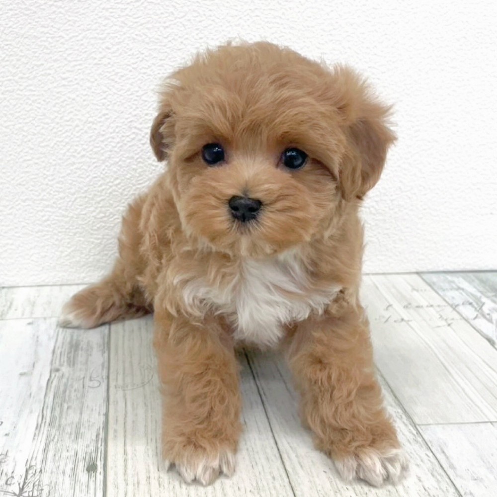 福岡県のマルプー(マルチーズ×プードル) (犬の家＆猫の里シュロアモール筑紫野店/2025年12月14日生まれ/女の子/アプリコットホワイト)の子犬の3枚目の画像