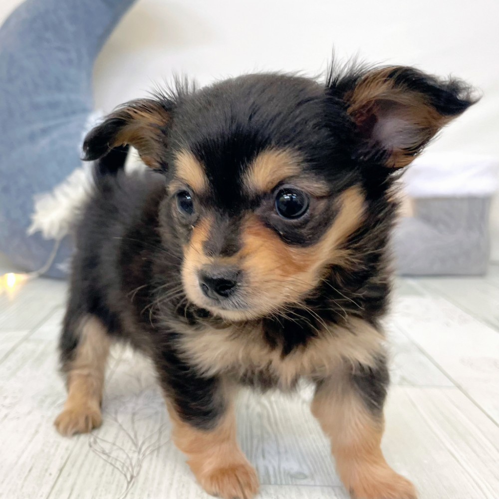 福岡県のチワックス(チワワ×ダックス) (犬の家＆猫の里シュロアモール筑紫野店/2025年12月12日生まれ/女の子/ブラックタン)の子犬の3枚目の画像