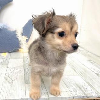 福岡県のチワックス(チワワ×ダックス) (犬の家＆猫の里シュロアモール筑紫野店/2025年11月10日生まれ/男の子/フォーン)の子犬の3枚目の画像