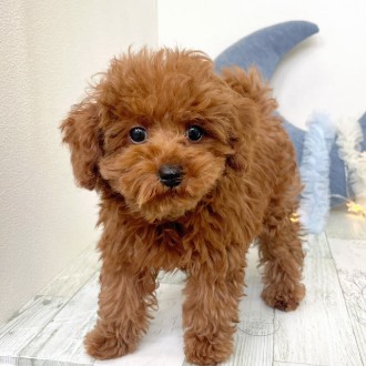 福岡県のトイプードル(トイ) (犬の家＆猫の里シュロアモール筑紫野店/2025年11月9日生まれ/男の子/レッド)の子犬の3枚目の画像