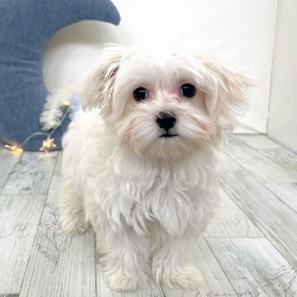 福岡県のチワマル/マルチワ(チワワ×マルチーズ) (犬の家＆猫の里シュロアモール筑紫野店/2025年11月11日生まれ/女の子/ホワイト)の子犬の3枚目の画像