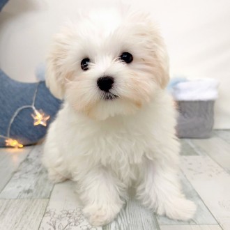 福岡県のマルチーズ (犬の家＆猫の里シュロアモール筑紫野店/2025年11月11日生まれ/男の子/ホワイト)の子犬の3枚目の画像
