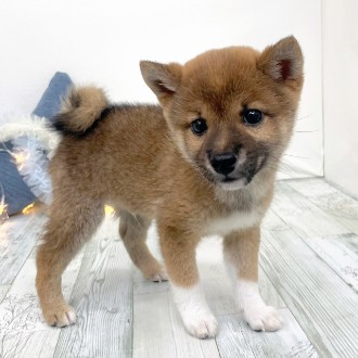 福岡県の豆柴 (犬の家＆猫の里シュロアモール筑紫野店/2025年11月18日生まれ/男の子/赤)の子犬の3枚目の画像