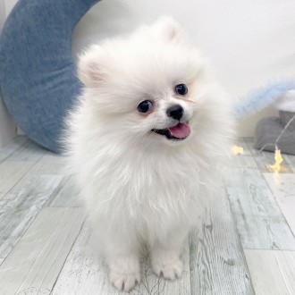 福岡県のポメラニアン (犬の家＆猫の里シュロアモール筑紫野店/2025年11月17日生まれ/男の子/ホワイト)の子犬の3枚目の画像