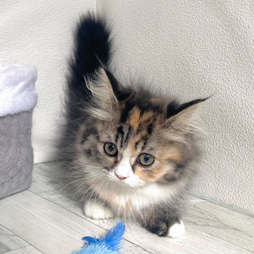 福岡県のミヌエット (犬の家＆猫の里シュロアモール筑紫野店/2025年11月17日生まれ/女の子/シルバーパッチドタビーホワイト)の子猫の3枚目の画像