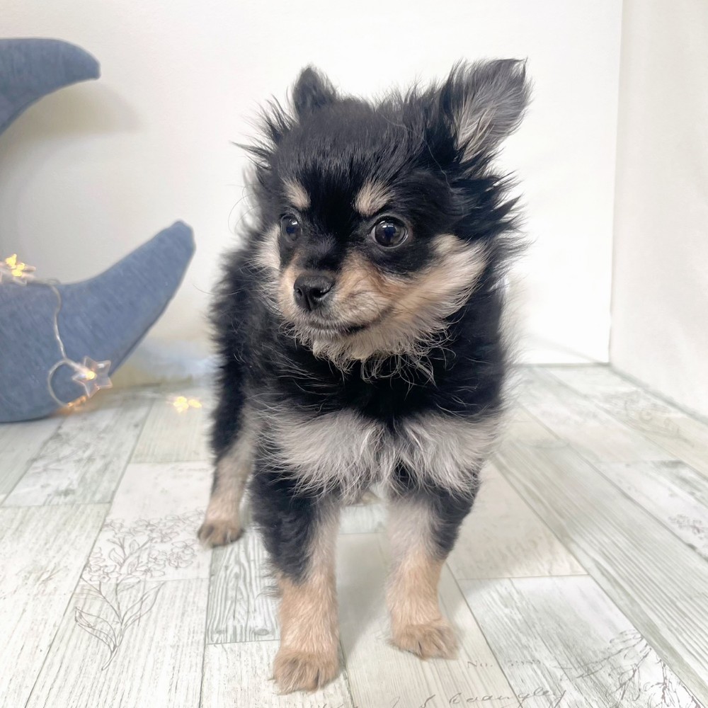 福岡県のポメチワ/チワポメ/ポメチー(ポメラニアン×チワワ) (犬の家＆猫の里シュロアモール筑紫野店/2025年11月24日生まれ/女の子/ブラックタン)の子犬の3枚目の画像