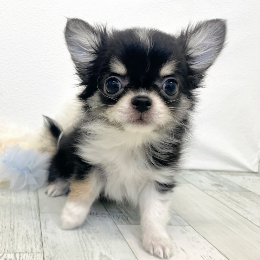 福岡県のチワワ(ロング) (犬の家＆猫の里シュロアモール筑紫野店/2025年12月2日生まれ/男の子/ブラックタンホワイト)の子犬の3枚目の画像