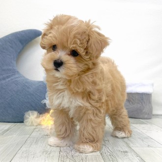 福岡県のマルプー(マルチーズ×プードル) (犬の家＆猫の里シュロアモール筑紫野店/2025年12月2日生まれ/男の子/クリーム)の子犬の3枚目の画像