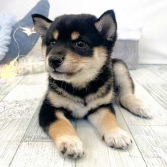 福岡県の豆柴 (犬の家＆猫の里シュロアモール筑紫野店/2025年12月1日生まれ/女の子/黒)の子犬の3枚目の画像