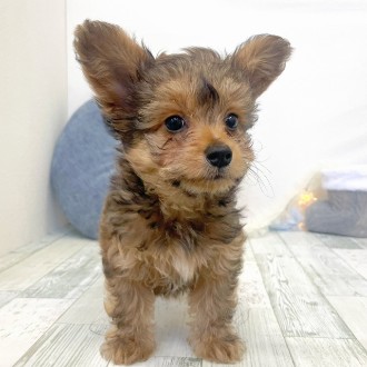 福岡県のチワプー/プーチー(チワワ×プードル) (犬の家＆猫の里シュロアモール筑紫野店/2025年11月30日生まれ/男の子/レッド)の子犬の3枚目の画像