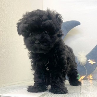 福岡県のマルプー(マルチーズ×プードル) (犬の家＆猫の里シュロアモール筑紫野店/2025年12月8日生まれ/男の子/ブラック)の子犬の3枚目の画像