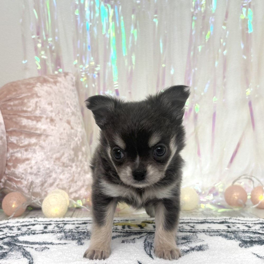 福岡県のチワワ(ロング) (犬の家＆猫の里シュロアモール筑紫野店/2025年12月23日生まれ/男の子/ブルータンホワイト)の子犬の3枚目の画像