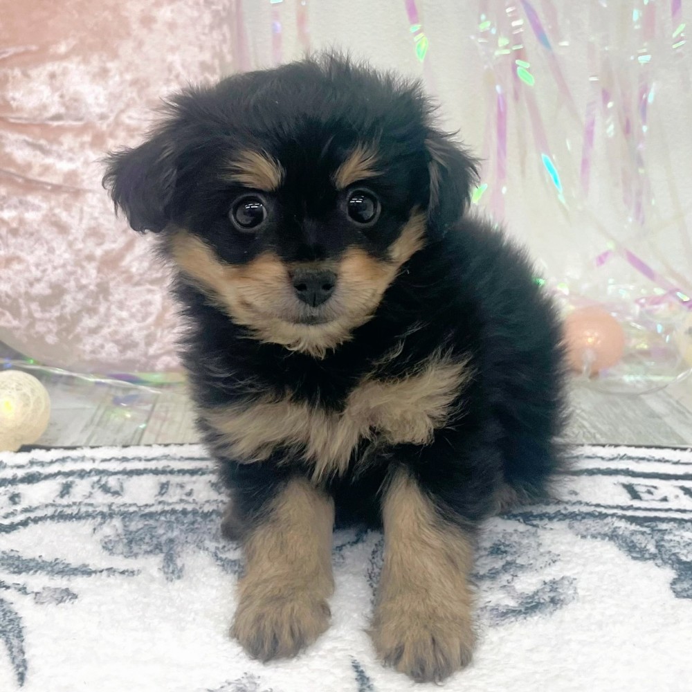 福岡県のポメプー(ポメラニアン×プードル) (犬の家＆猫の里シュロアモール筑紫野店/2025年12月23日生まれ/女の子/ブラックタン)の子犬の3枚目の画像