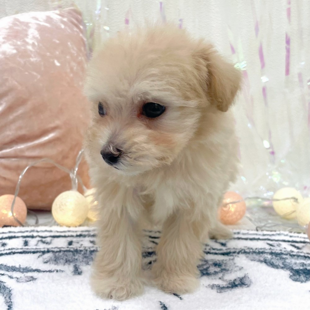 福岡県のマルプー(マルチーズ×プードル) (犬の家＆猫の里シュロアモール筑紫野店/2025年12月27日生まれ/女の子/クリーム)の子犬の3枚目の画像