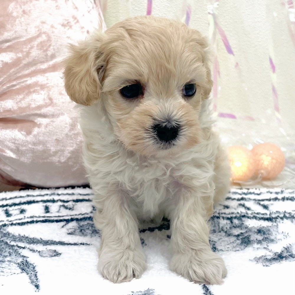 福岡県のポメプー(ポメラニアン×プードル) (犬の家＆猫の里シュロアモール筑紫野店/2025年12月27日生まれ/女の子/クリーム)の子犬の3枚目の画像