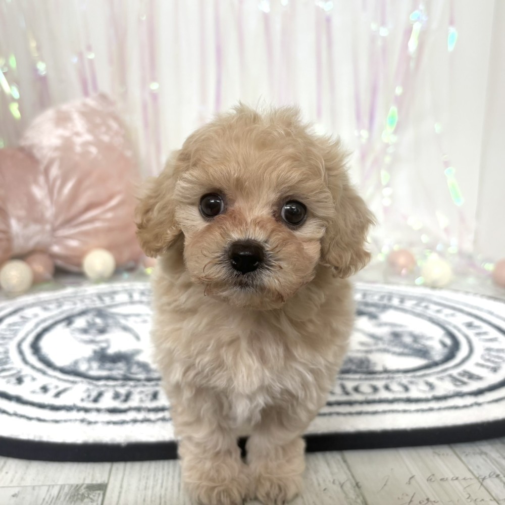 福岡県のビションプー(ビションフリーゼ×プードル) (犬の家＆猫の里シュロアモール筑紫野店/2026年1月4日生まれ/女の子/クリーム)の子犬の3枚目の画像