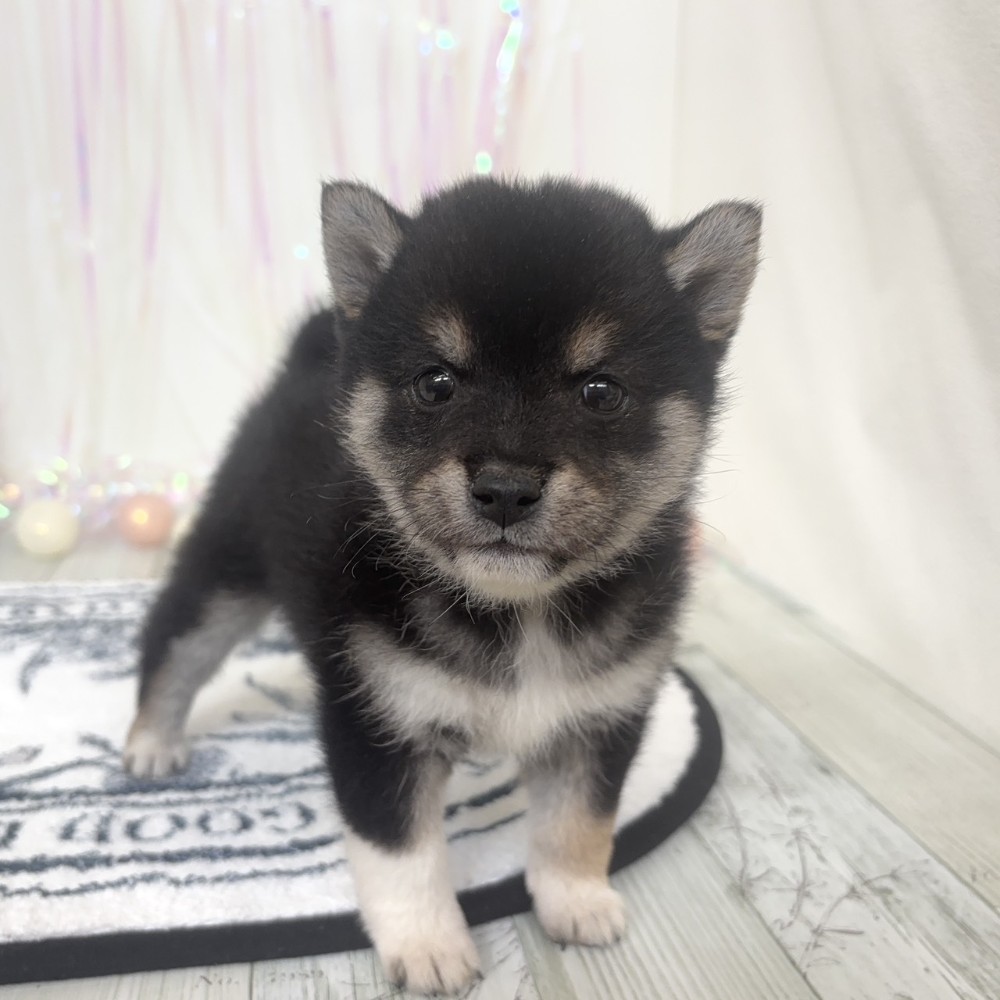 福岡県のポメ柴/豆ポメ/ポメ豆柴(ポメラニアン×柴犬) (犬の家＆猫の里シュロアモール筑紫野店/2025年12月31日生まれ/女の子/黒)の子犬の3枚目の画像