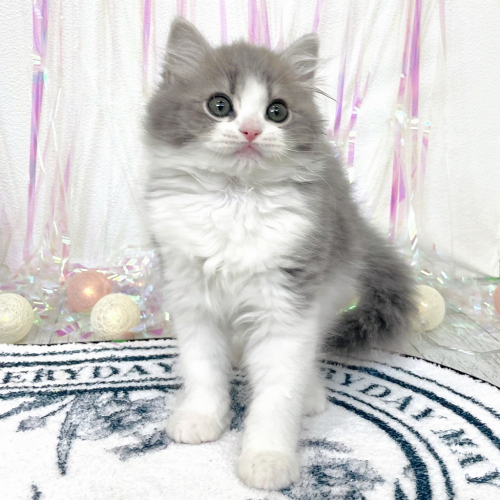 福岡県のスコティッシュストレート (犬の家＆猫の里シュロアモール筑紫野店/2026年1月3日生まれ/男の子/ブルータビーホワイト)の子猫の3枚目の画像