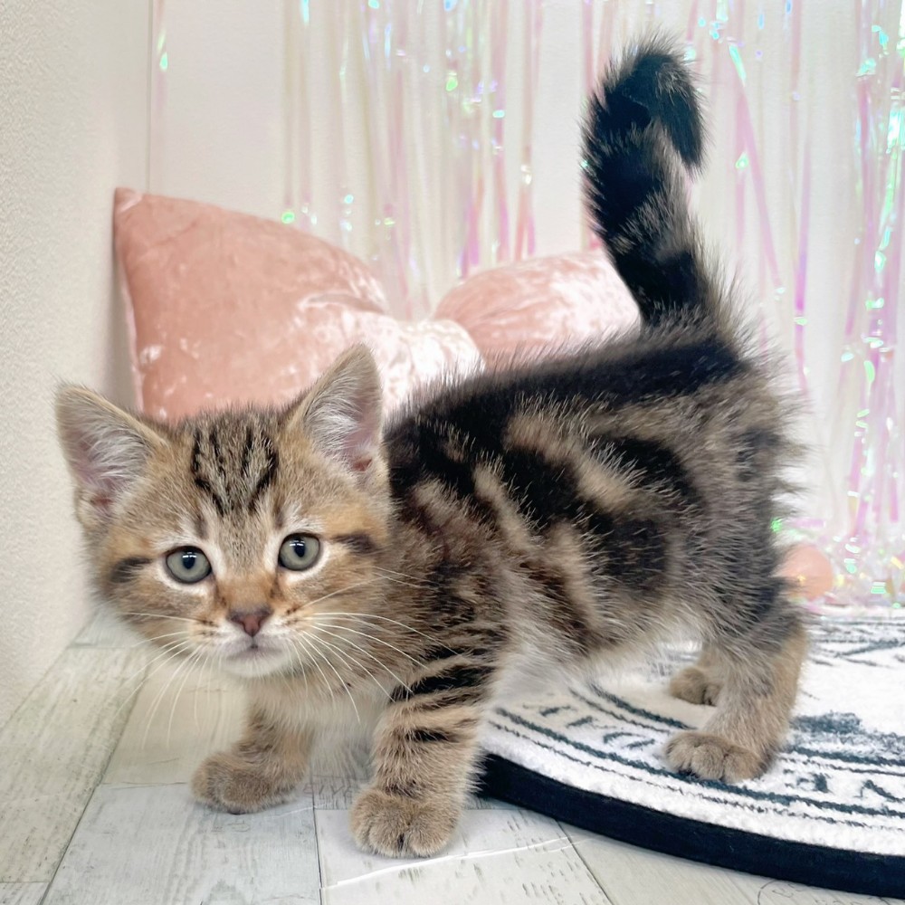 福岡県のアメリカンショートヘアー (犬の家＆猫の里シュロアモール筑紫野店/2026年1月20日生まれ/男の子/ブラウンタビー)の子猫の3枚目の画像
