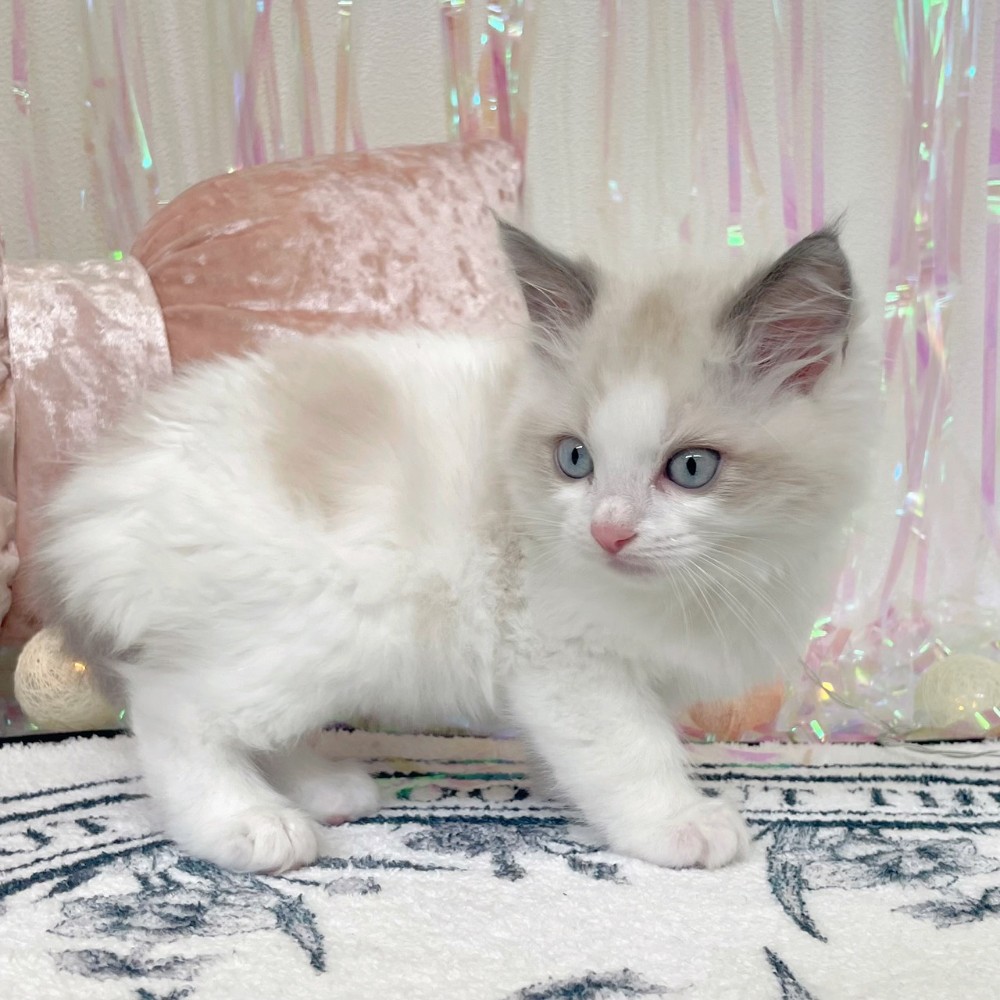 福岡県のラグドール (犬の家＆猫の里シュロアモール筑紫野店/2026年1月18日生まれ/男の子/ブルーポイントバイカラー)の子猫の3枚目の画像