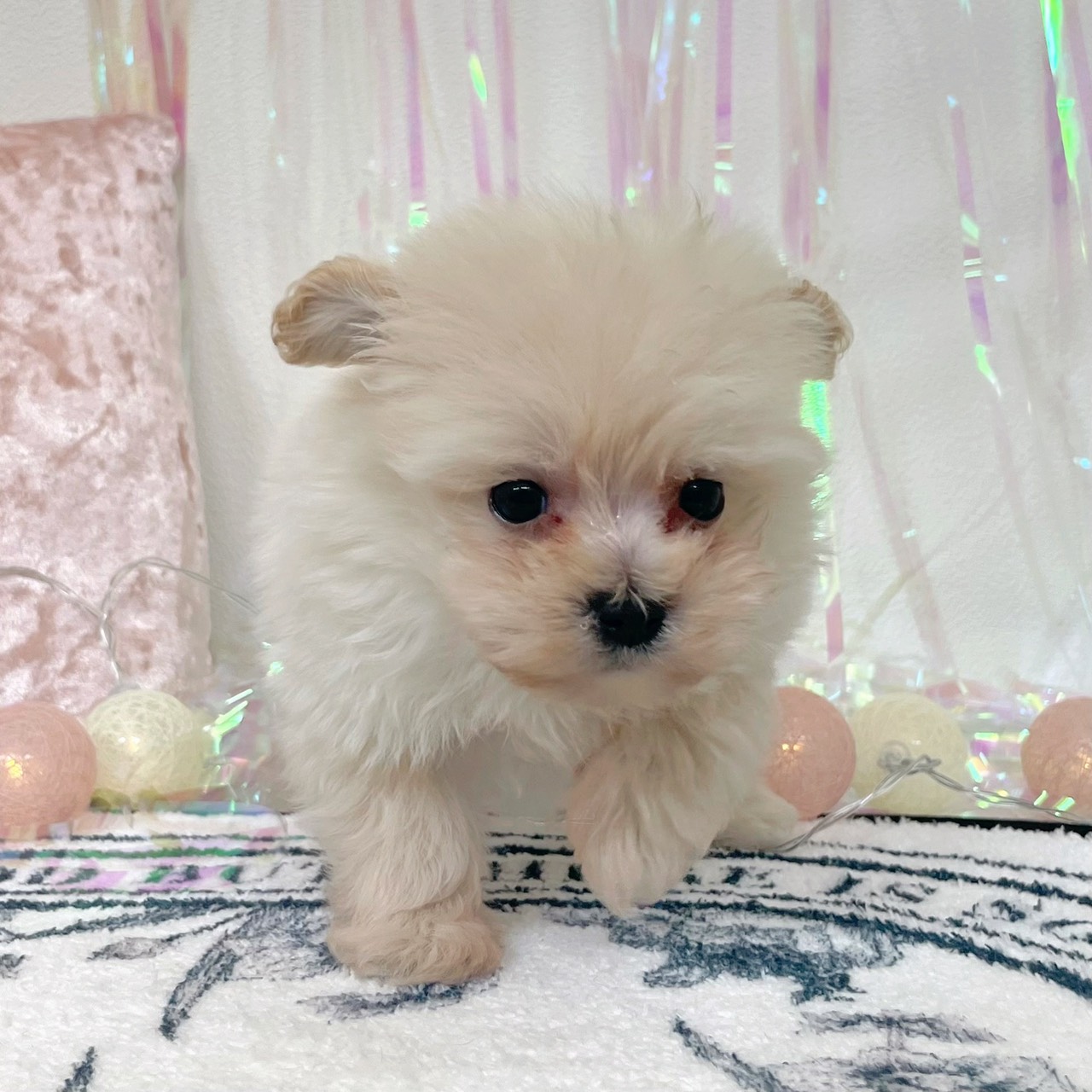 福岡県のポメプー(ポメラニアン×プードル) (犬の家＆猫の里シュロアモール筑紫野店/2026年1月20日生まれ/男の子/クリーム)の子犬の3枚目の画像