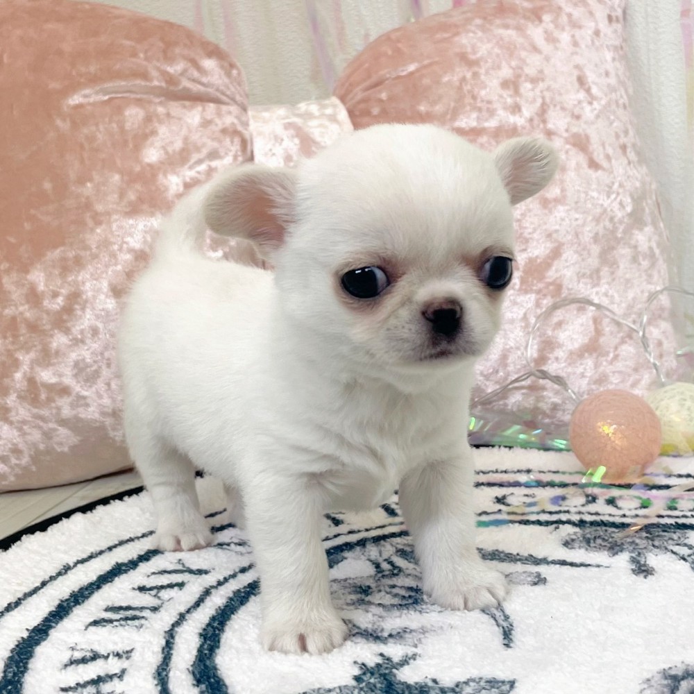 福岡県のチワペキ/ペキチー/ペキチワ(チワワ×ペキニーズ) (犬の家＆猫の里シュロアモール筑紫野店/2026年1月12日生まれ/男の子/ホワイト)の子犬の3枚目の画像