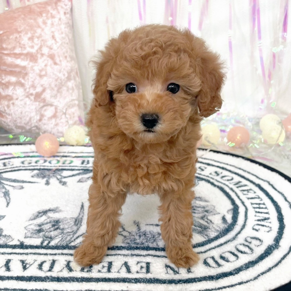 福岡県のトイプードル(トイ) (犬の家＆猫の里シュロアモール筑紫野店/2026年1月18日生まれ/女の子/レッド)の子犬の3枚目の画像