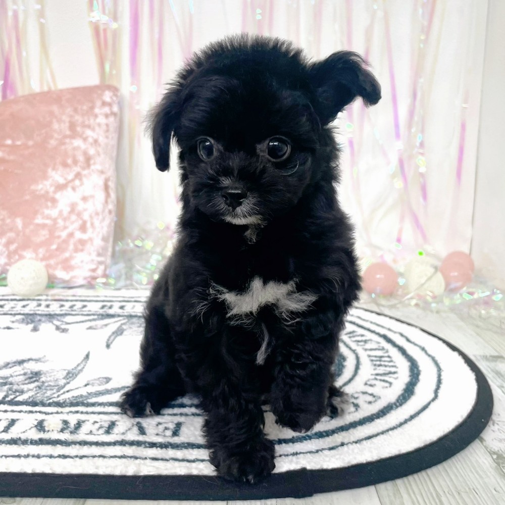 福岡県のチワプー/プーチー(チワワ×プードル) (犬の家＆猫の里シュロアモール筑紫野店/2026年1月15日生まれ/女の子/ブラックホワイト)の子犬の3枚目の画像