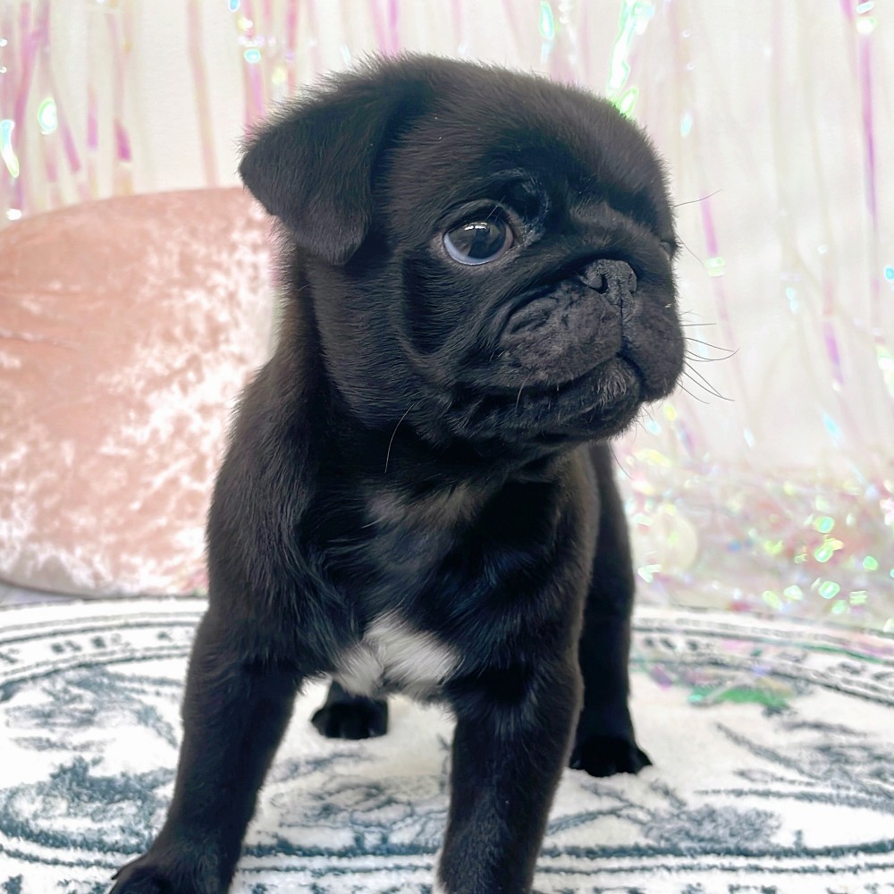 福岡県のパグ (犬の家＆猫の里シュロアモール筑紫野店/2026年1月19日生まれ/男の子/ブラック)の子犬の3枚目の画像