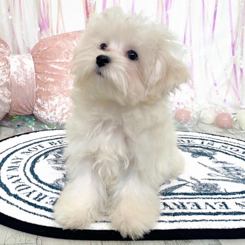 福岡県のマルプー(マルチーズ×プードル) (犬の家＆猫の里シュロアモール筑紫野店/2025年11月22日生まれ/女の子/ホワイト)の子犬の3枚目の画像