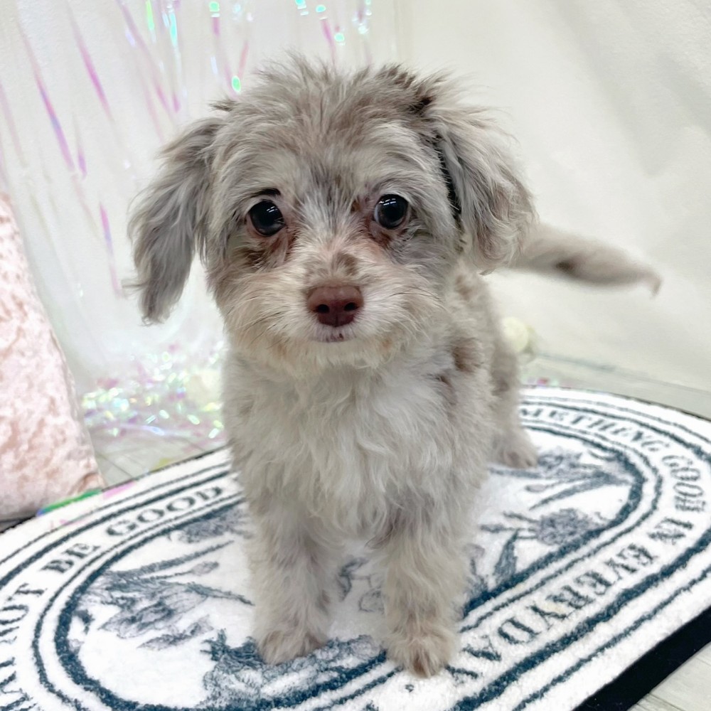 福岡県のチワプー/プーチー(チワワ×プードル) (犬の家＆猫の里シュロアモール筑紫野店/2025年12月9日生まれ/女の子/チョコレートマール)の子犬の3枚目の画像