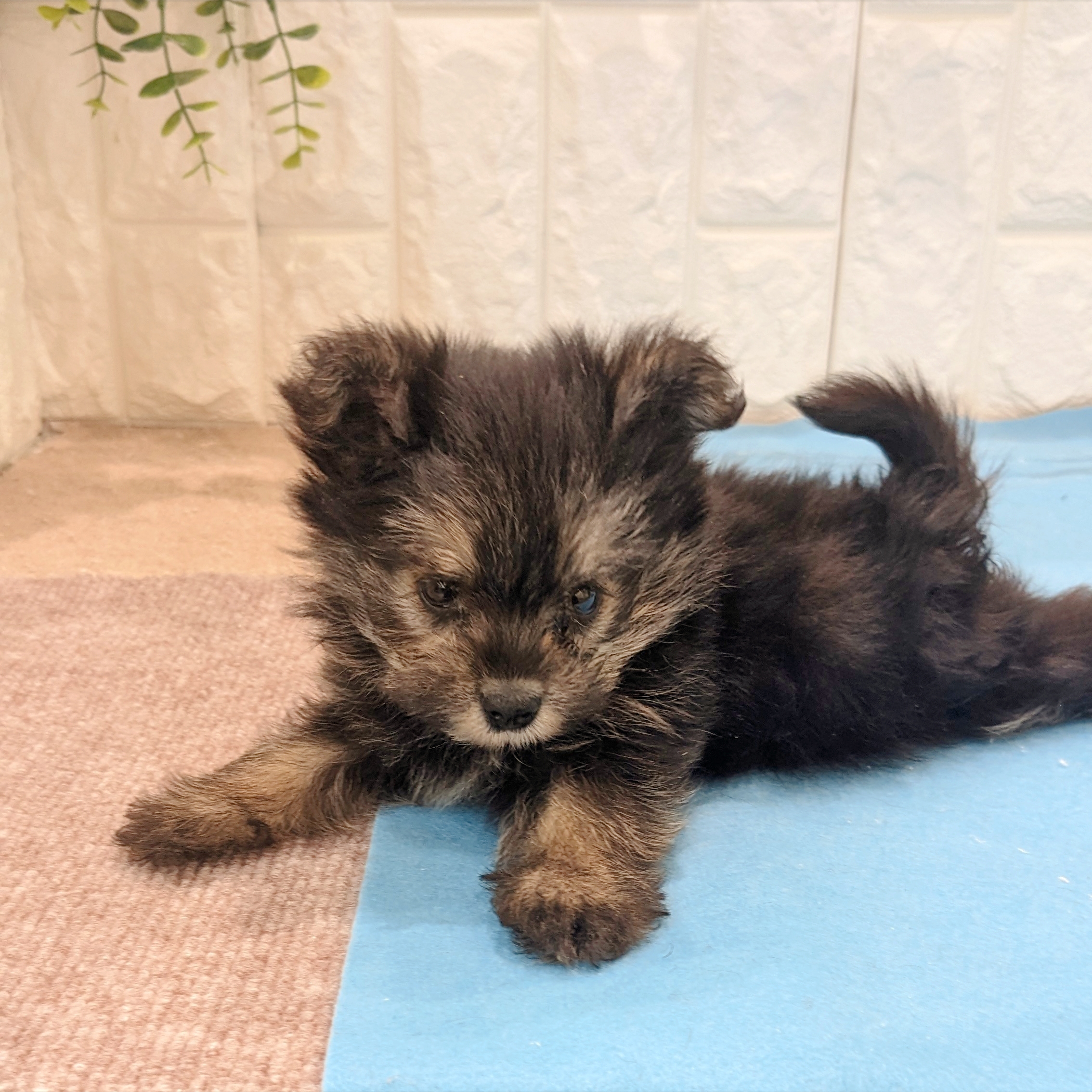 岡山県のポメキー(ポメラニアン×ヨークシャーテリア) (犬の家＆猫の里倉敷店/2026年5月9日生まれ/女の子/ブラックタン)の子犬の3枚目の画像
