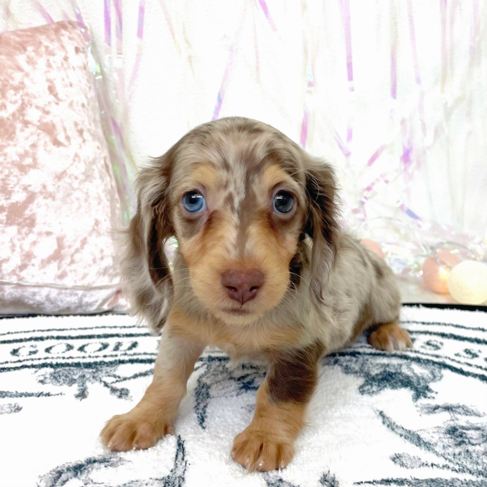 福岡県のミニチュアダックスフンド(ロング) (犬の家＆猫の里シュロアモール筑紫野店/2026年1月26日生まれ/女の子/チョコレートダップル)の子犬の1枚目の画像