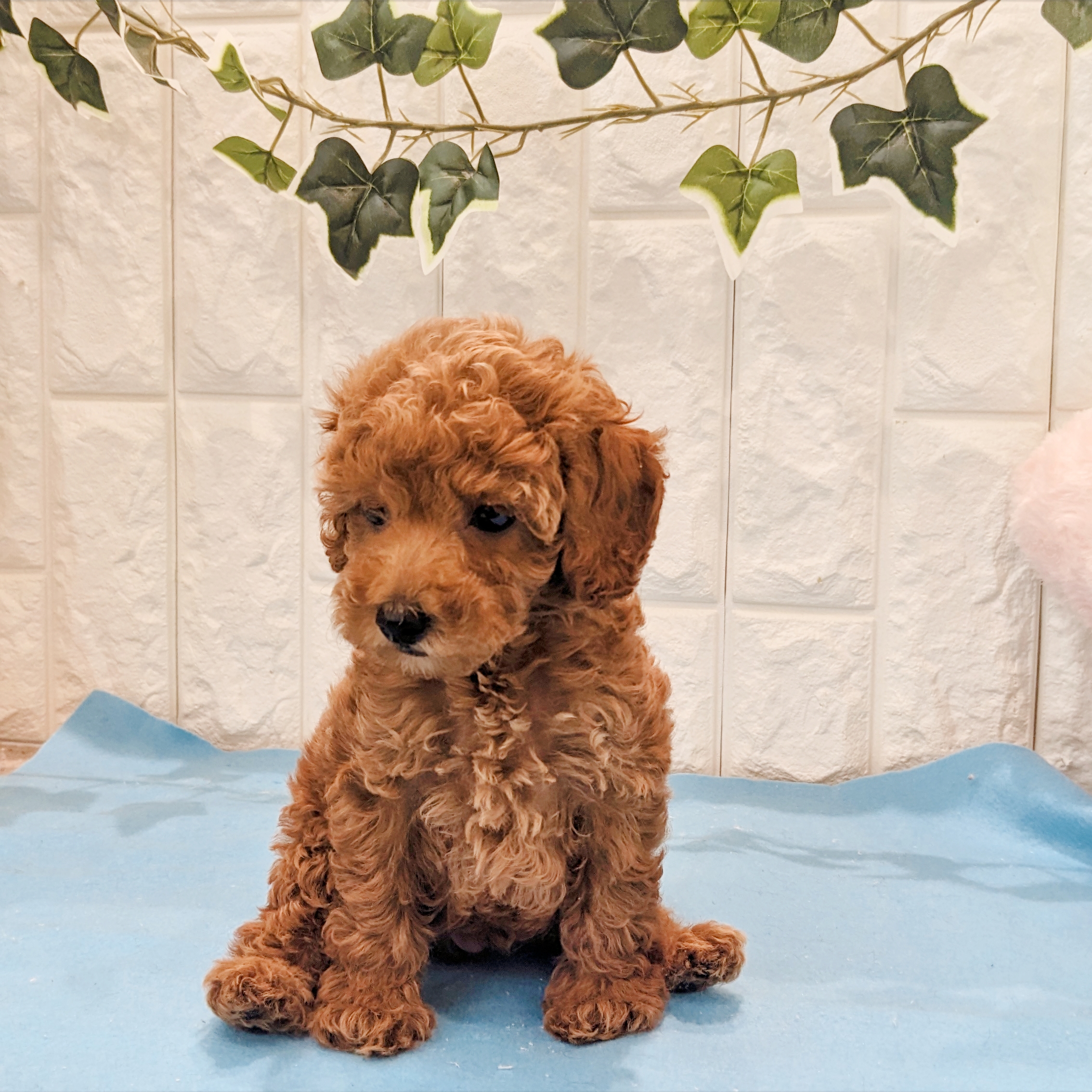 岡山県のトイプードル(トイ) (犬の家＆猫の里倉敷店/2026年5月10日生まれ/男の子/レッドフォーン)の子犬の3枚目の画像